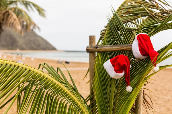 Red Santa Hat Hanging Palm Tree Tropical Beach Christmas Tropical — Stock Photo, Image