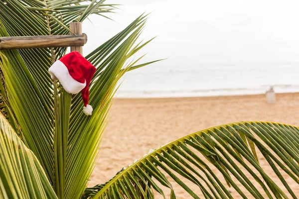 Palmiye Ağacındaki Noel Baba Şapkası Noel Tatilleri — Stok fotoğraf