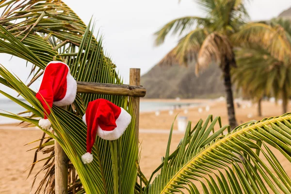 Санта Капелюх Пальмовому Дереві Різдвяні Свята — стокове фото