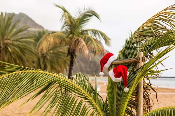 Red Santa Hat Hanging Palm Tree Tropical Beach Christmas Tropical — Stock Photo, Image