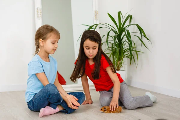 Duas Meninas Brincam Com Hamster Chão Casa — Fotografia de Stock