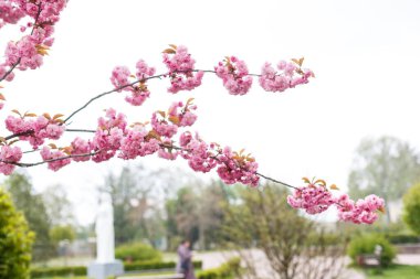Kızıyla birlikte solunum cihazına bağlı Avrupalı bir anne çiçek açan ağacın yanında duruyor. Kendini virüsten korumak için koruyucu maske.