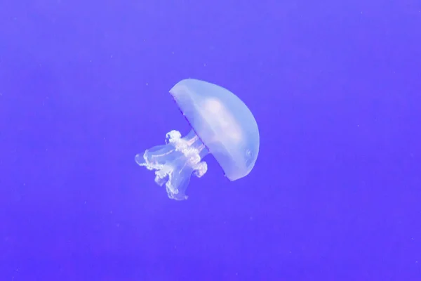 Medusas en un acuario con agua azul — Foto de Stock