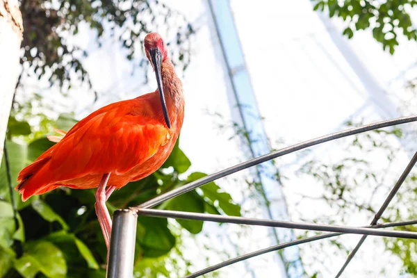 Singapur hayvanat bahçesinde yakın plan pembe flamingo. — Stok fotoğraf