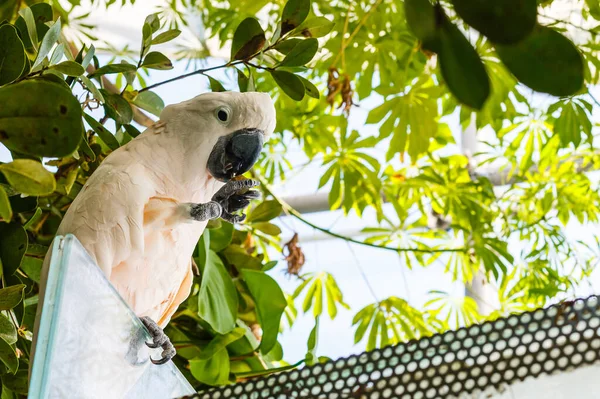 Cacatua galerita - Серохохлый какаду, сидящий на ветке. Большой белый и желтый какаду с зеленым фоном — стоковое фото