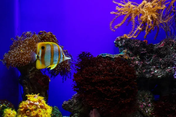 Акваріум з рибами і рифом — стокове фото