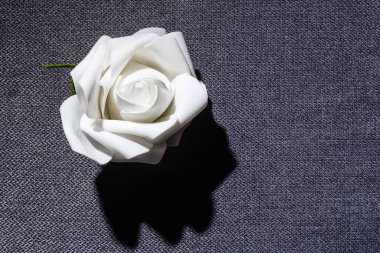 Gri arkaplanda beyaz bir gül