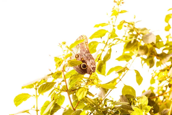 Farfalla da primo piano sul fiore Farfalla tigre comune — Foto Stock