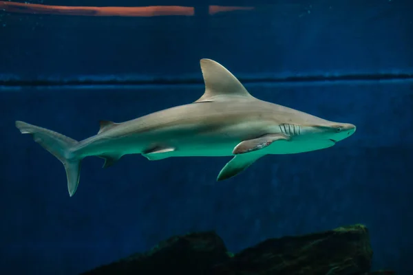 Hai schwimmt mit Fischen über Riff — Stockfoto