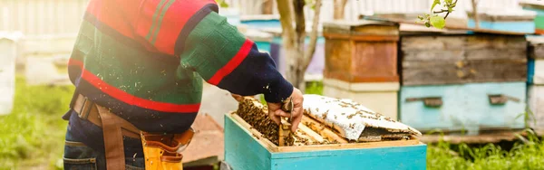 Beekeeper is working with bees and beehives on the apiary. Beekeeper on apiary. — Stock Photo, Image