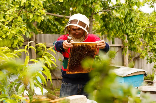 Imker sammeln Honig. Imkerkonzept. — Stockfoto