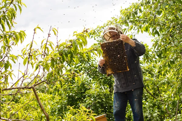 Cattura dell'apicoltura sciame d'api — Foto Stock