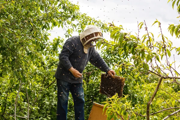 Cattura dell'apicoltura sciame d'api — Foto Stock