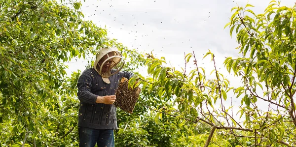 Uno sciame di api che si siede su un ramo di una betulla — Foto Stock