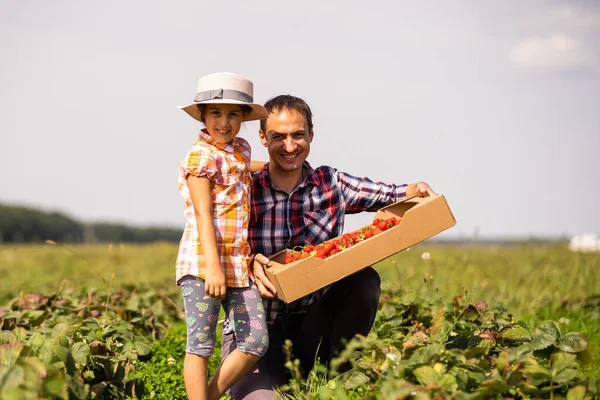 Молодий чоловік фермер працює в саду, збираючи полуницю для своєї дочки малюка — стокове фото