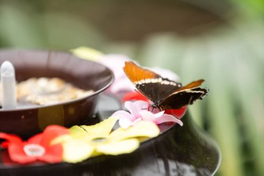 Kelebek, bir seradaki yemliğe tırmanıyor.