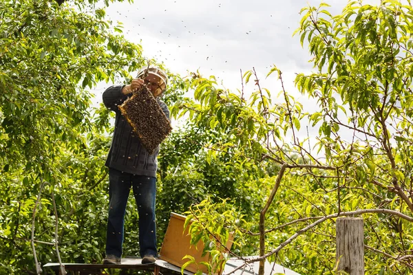 Uno sciame di api che si siede su un ramo di una betulla — Foto Stock