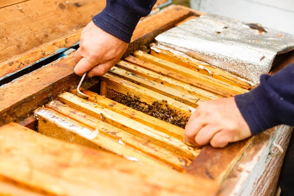 Μελισσοκόμος που δουλεύει συλλέγει μέλι. Έννοια μελισσοκομίας. — Φωτογραφία Αρχείου