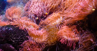 Küçük renkli balıklar, akvaryumdaki parlak mercan resifleri. Su altı yaşamı.