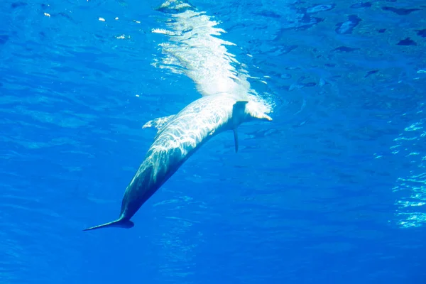 Delfine in einem großen blauen Aquarium in Großaufnahme — Stockfoto