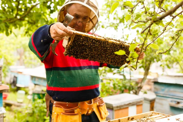 Apiculteur tenant un cadre en nid d'abeille — Photo