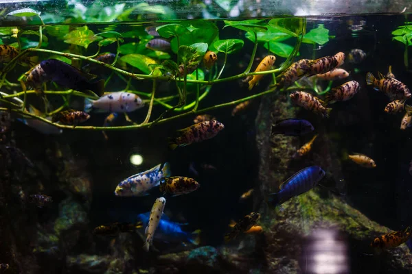 Piccoli pesci colorati, barriera corallina luminosa in acquario. Vita subacquea. — Foto Stock