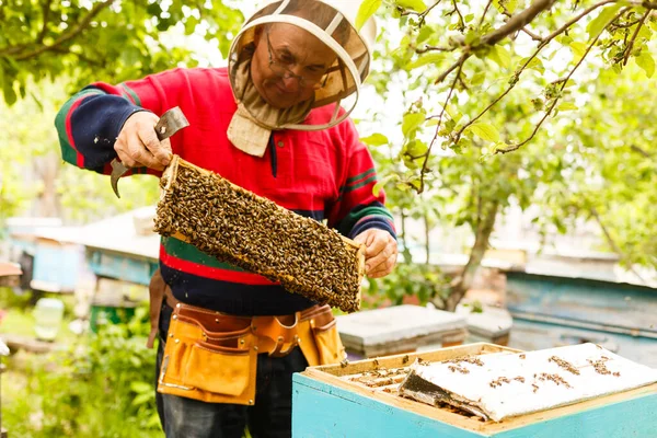 L'apicoltore sta lavorando con api e alveari sull'apiario. Apicoltore su apiario. — Foto Stock