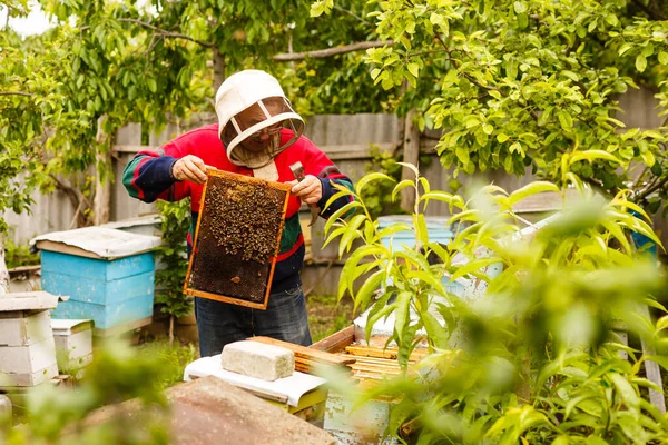 Imker arbeiten mit Bienen und Bienenstöcken am Bienenstock. Imker auf Imkerei. — Stockfoto