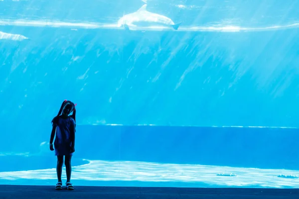 Kleines Mädchen beobachtet Delfin in Aquarium-Nahaufnahme — Stockfoto