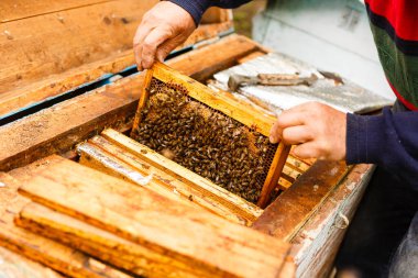 Arıcı elinde bir bal peteği çerçevesi tutuyor.