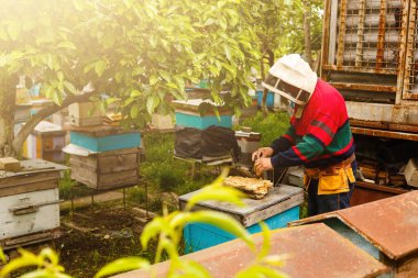 Arı yetiştiricisi arılarla ve arı kovanlarıyla çalışıyor. Arı yetiştiricisi arıda.