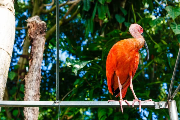 Primer plano del flamenco rosa en el zoológico de Singapur — Foto de Stock