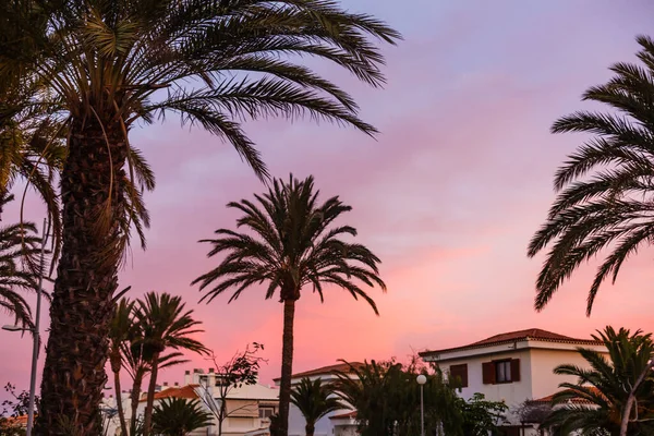 金丝雀岛上日落时棕榈树的轮廓 — 图库照片