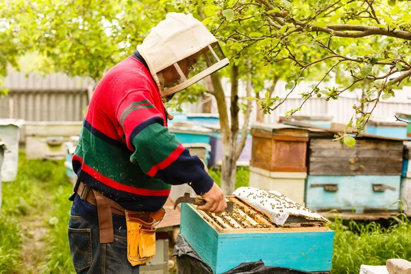 Pszczelarz trzymający ramę plastra miodu — Zdjęcie stockowe