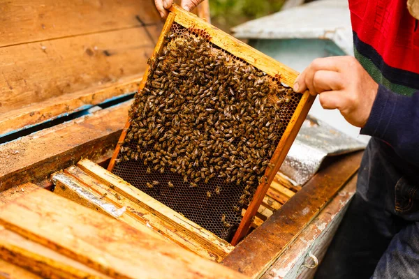 Μελισσοκόμος Που Δουλεύει Συλλέγει Μέλι Έννοια Μελισσοκομίας — Φωτογραφία Αρχείου