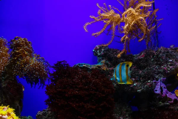 Маленька Різнокольорова Риба Яскравий Кораловий Риф Акваріумі Підводне Життя — стокове фото