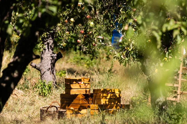 Skörd Äpplen Röda Äpplen Äpple — Stockfoto