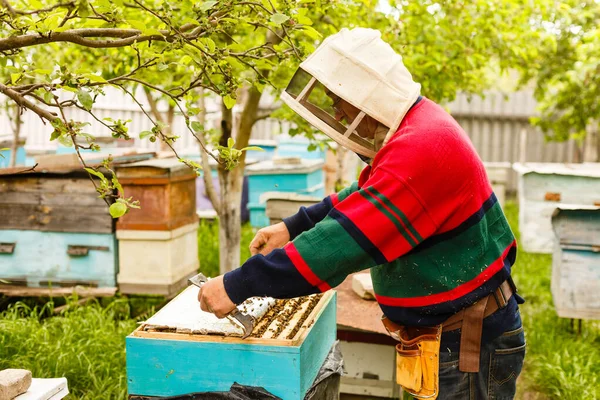 L'apicoltore sta lavorando con api e alveari sull'apiario. Apicoltore su apiario. — Foto Stock