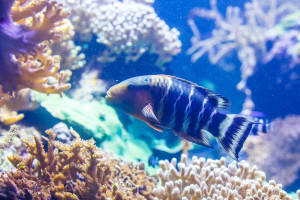 Kleine Kleurrijke Vissen Helder Koraalrif Aquarium Onderwaterleven — Stockfoto