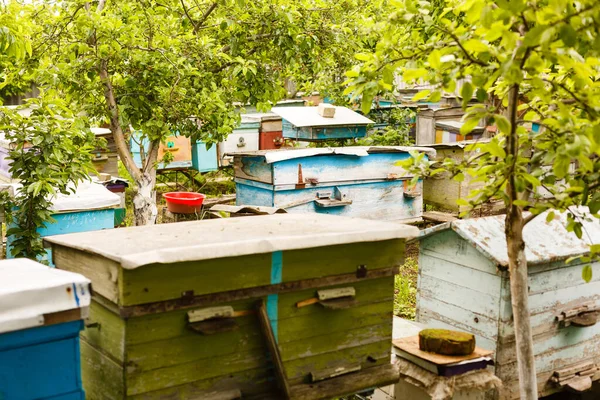 Una Fila Alveari Campo Fiori Con Frutteto Alle Spalle — Foto Stock