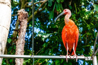 Kızıl aynak veya Eudocimus ruber, Trinidad ve Tobago 'nun ulusal kuşudur.