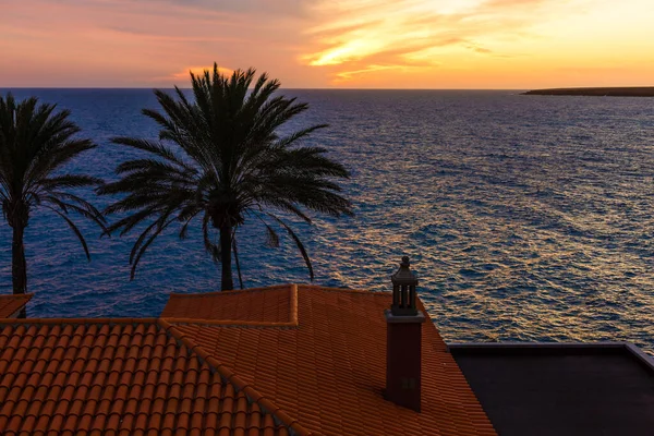 Sylwetka Palmy Podczas Zachodu Słońca Wyspach Kanaryjskich — Zdjęcie stockowe