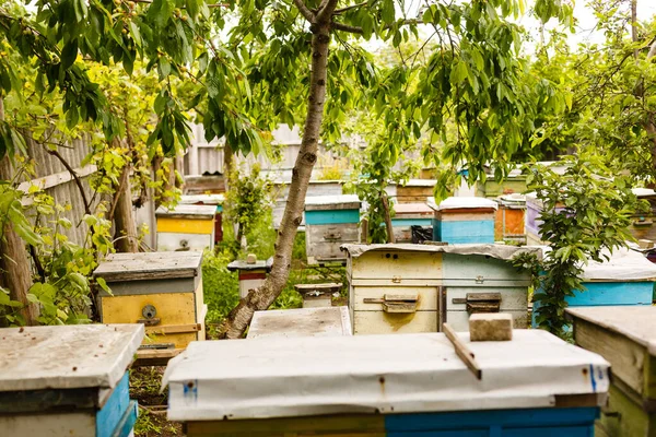 Eine Reihe Von Bienenstöcken Einem Blumenfeld Mit Einem Obstgarten Dahinter — Stockfoto