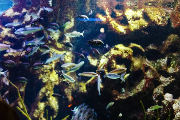 水族館で輝く魚は — ストック写真