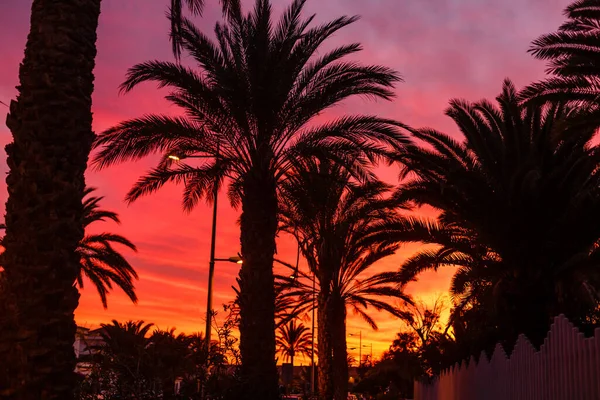 Palm Tree Silhouette Sunset Canary Islands — Stock Photo, Image