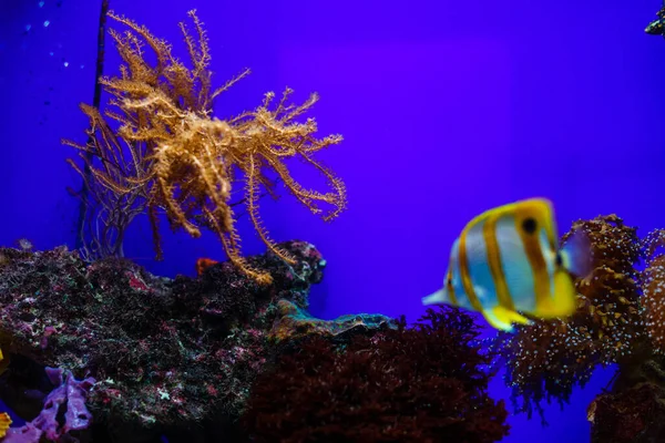 Aquarium Met Vissen Rif — Stockfoto