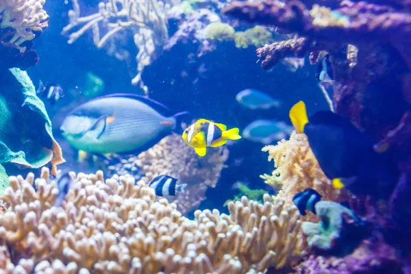 Аквариум Рыбами Рифом — стоковое фото