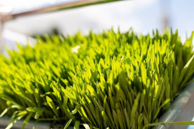 Taze yetişmiş filizlerin arka planı. Makro çekim.