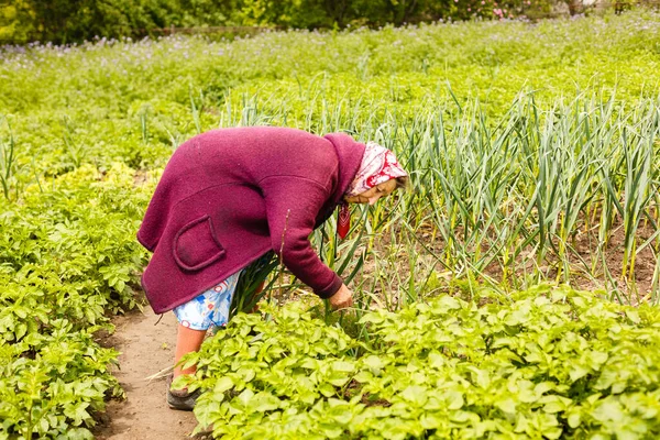 Retired older woman picking vegetables from her garden.