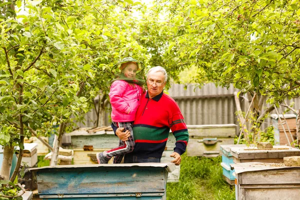 Experienced beekeeper grandfather teaches his granddaughter caring for bees. Apiculture. The concept of transfer of experience